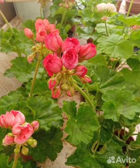 Герань тюльпановидная. Пеларгония тюльпановидная