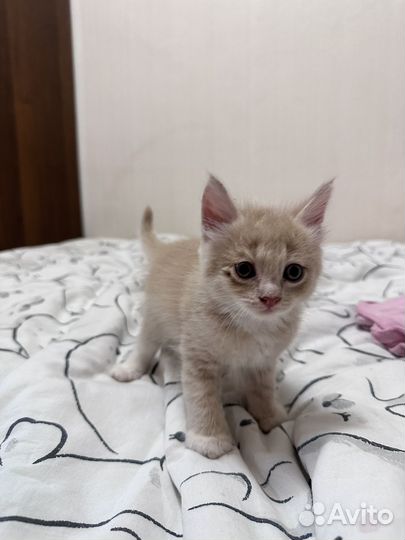 Кошка в дар бесплатно