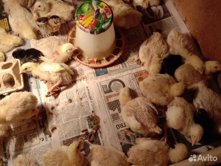 Цыплята бройлеры кобб 500