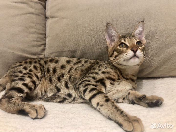 Котята саванна