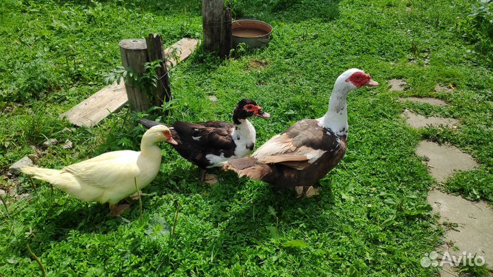 Мускусные утки