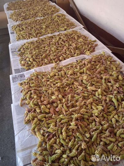 Пыльца альпийской сосны