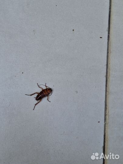 Уничтожение насекомых и грызунов