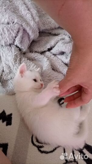 Турецкая ангора