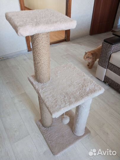 Когтеточка