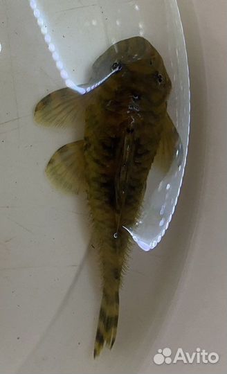 Номерной Сом L 080