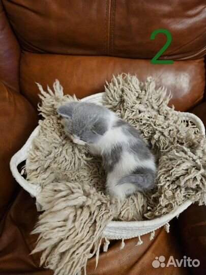 Британские котята короткошёрстная роз продажа