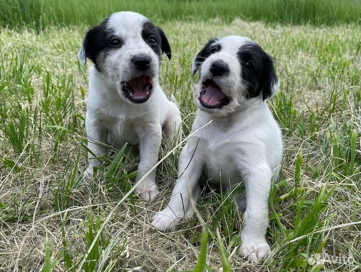 Щенки