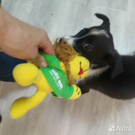 Щенок девочка 4 месяца