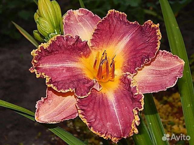 Лилейники сортовые 1