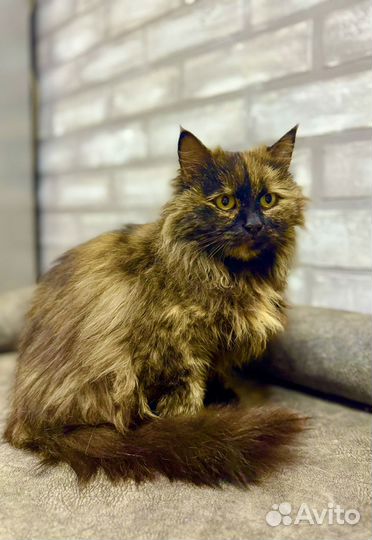 Яркая красавица