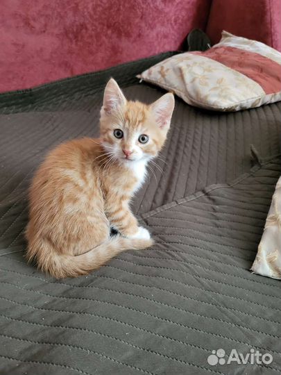Рыжий котенок мальчик