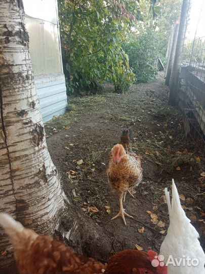 Продам петуха