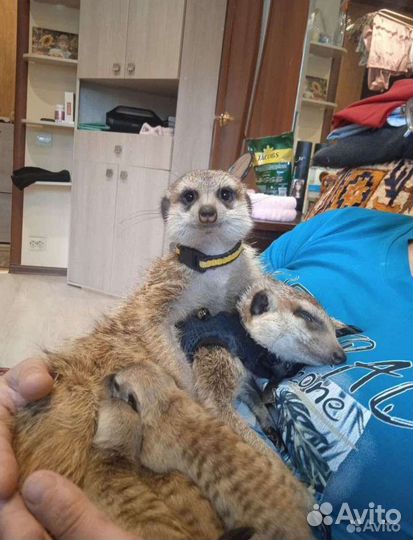 Малыши сурикатики