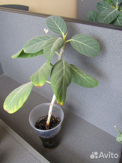 Фикус бенгальский