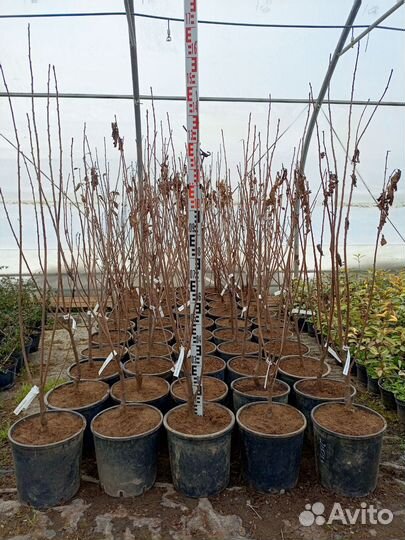 Вишня шпанка