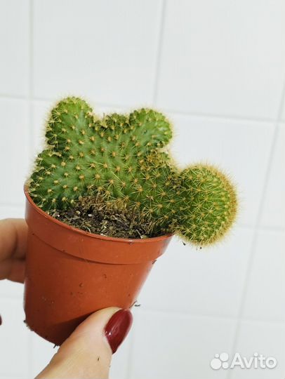 Кактус опунция