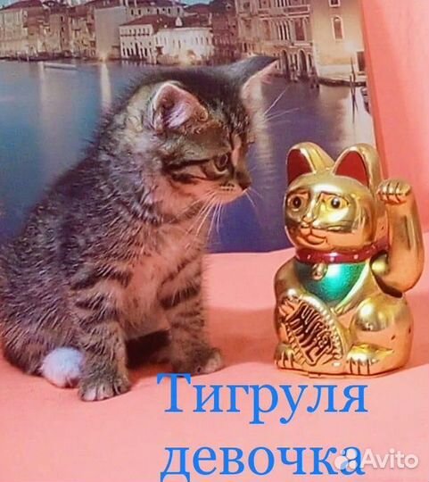 Отдаются хвостики в ответственные руки