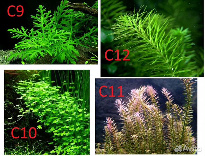 Аквариумные растения (отправка в регионы)