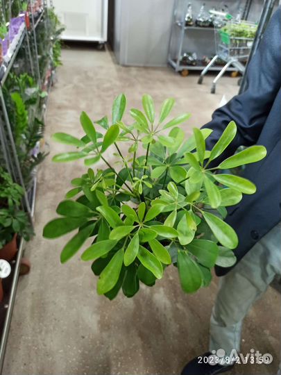 Шеффлера 30-35 см