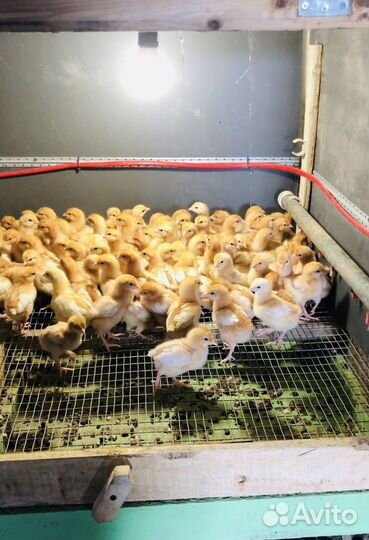 Цыпленок Ломан Браун