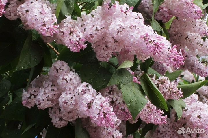 Саженцы сирени