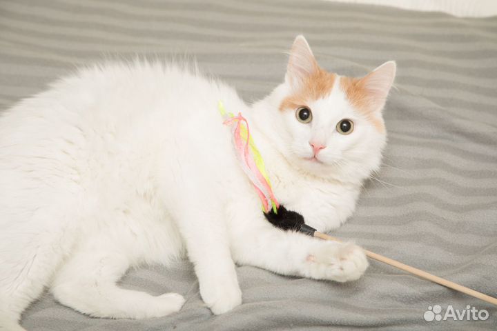 Мишаня ищет дом