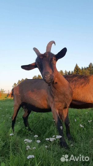 Чешские козы. ликвидация хозяйства
