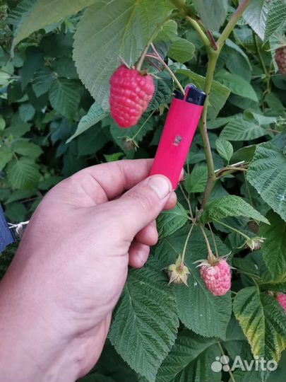 Саженцы ремонтантной малины сорт Атлант