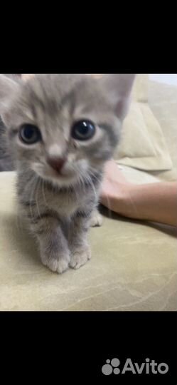 Котик бесплатно