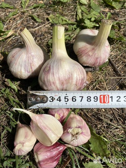 Чеснок в зубках подготовленный на посадку Любаша