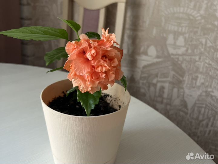 Гибискус китайская роза