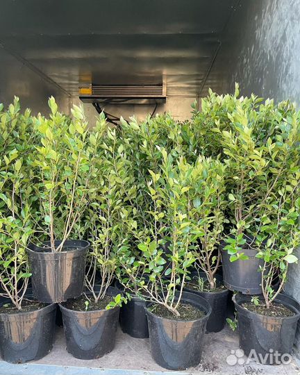 Кизильник блестящий