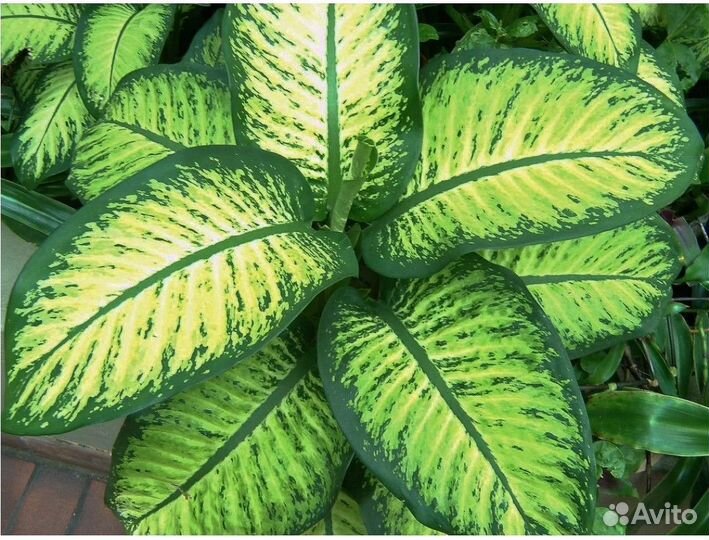 Диффенбахия Сегуина