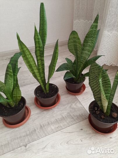 Комнатные растения цветы