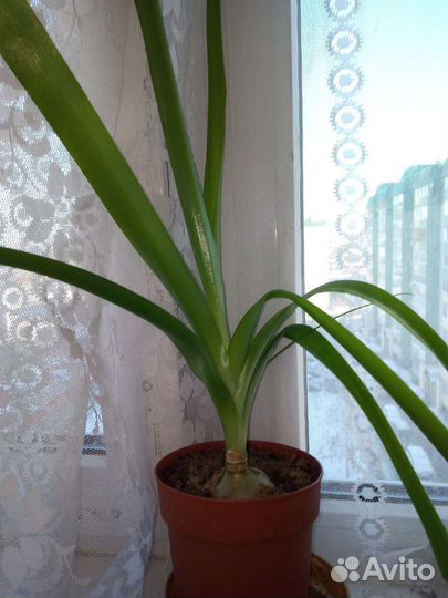 Индийский лук