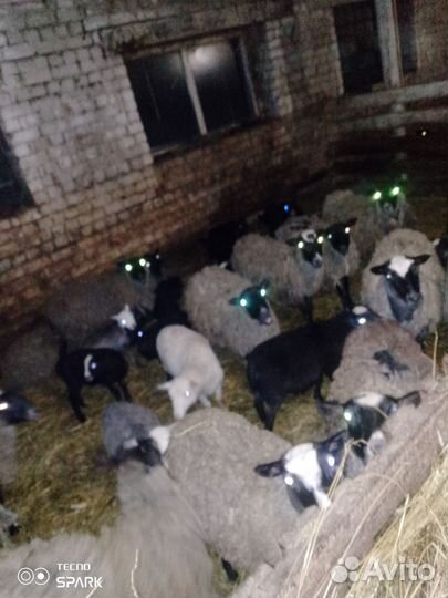 Овцы бараны ягнята