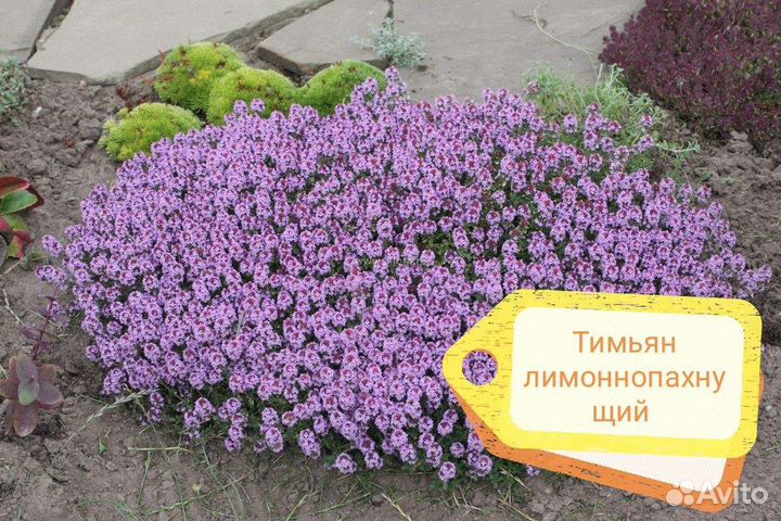 Флокс шиловидный, тимьян лимоннопахнущий