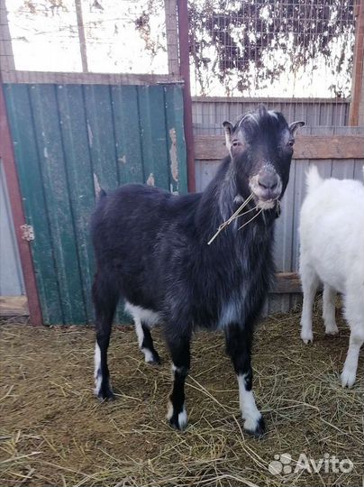 Козы порода 