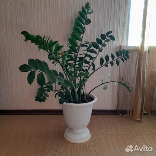 Замиокулькас