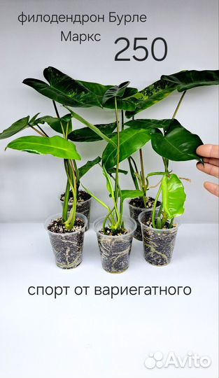 Филодендрон Бурле Маркс вариегатный