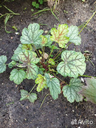 Гейхера, монарда