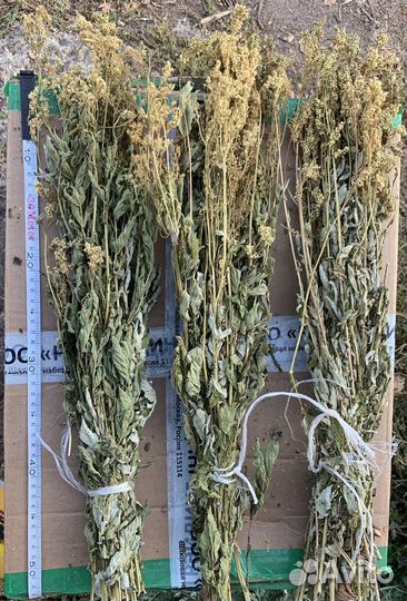 Травы для бани. Травы для чана