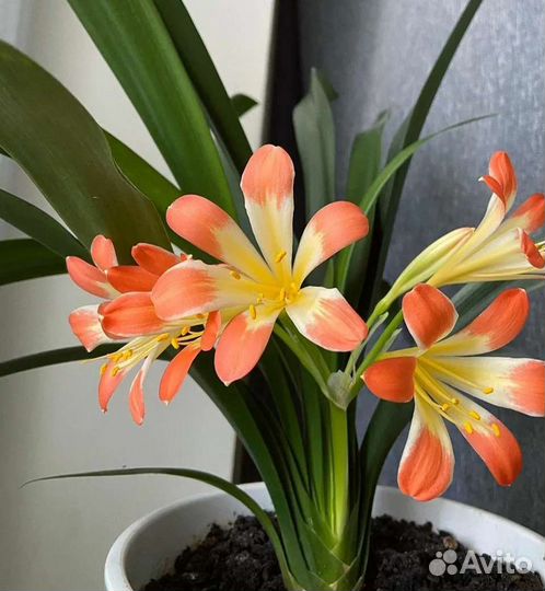 Комнатные цветы кливия