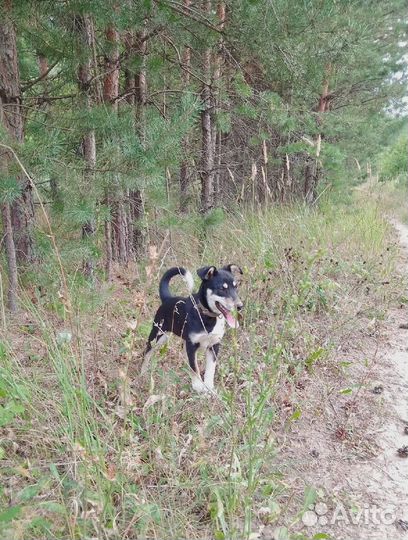 Отдам собаку в добрые руки