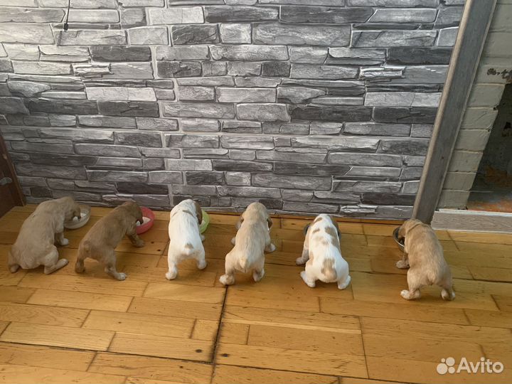 Английский кокер спаниель