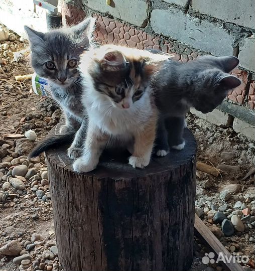 Котята в добрые руки бесплатно