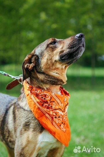 Собака Август очень ищет дом