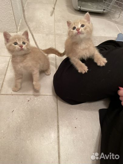 Котята персиковые рыжые в добрые руки