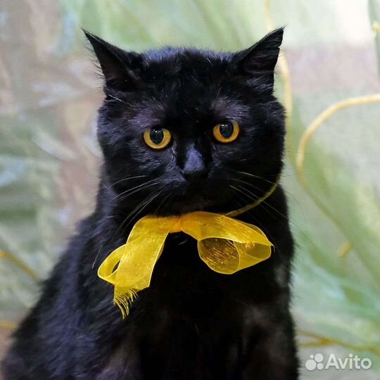 Кот Бегемот